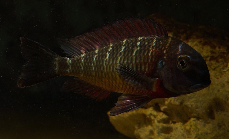 Tropheus sp. 'red' Livua